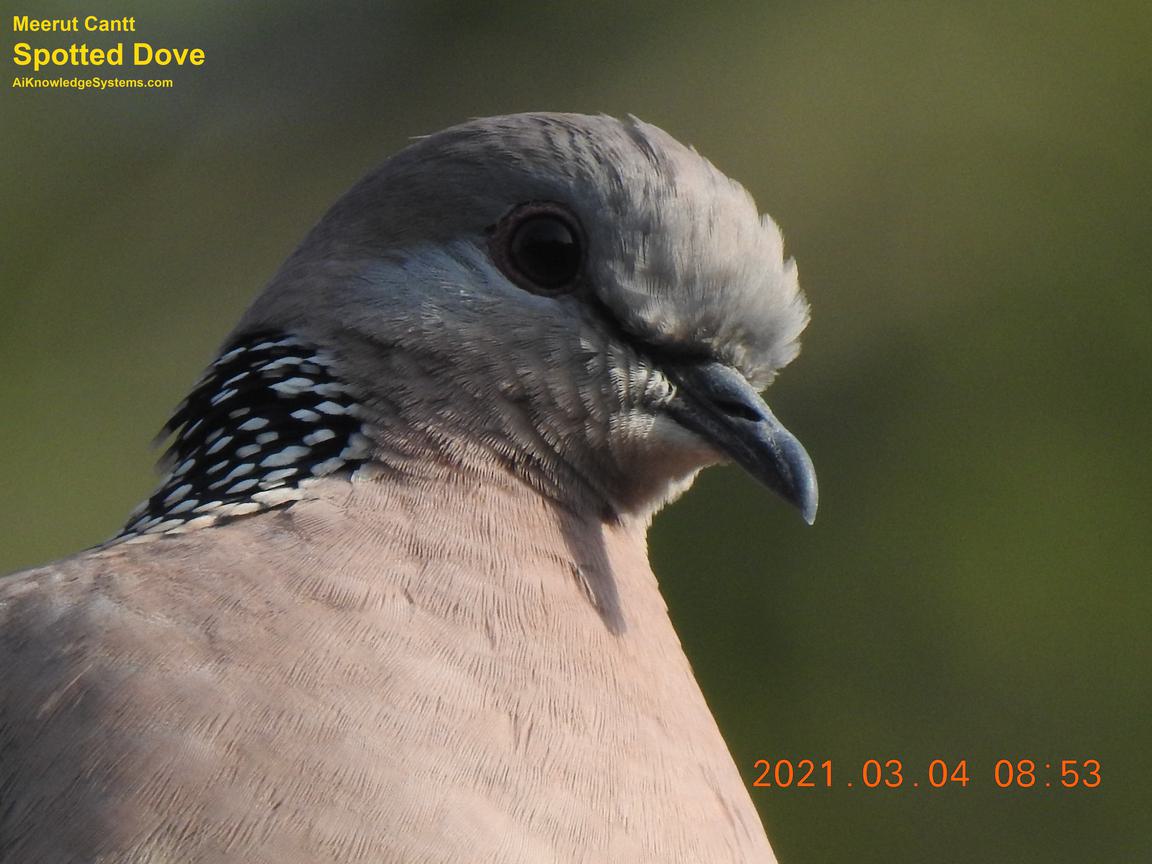 Dove Spotted (88) Coming Soon